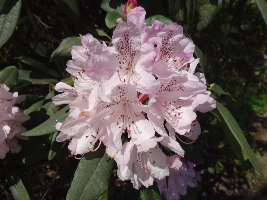 Flower Flora Nature