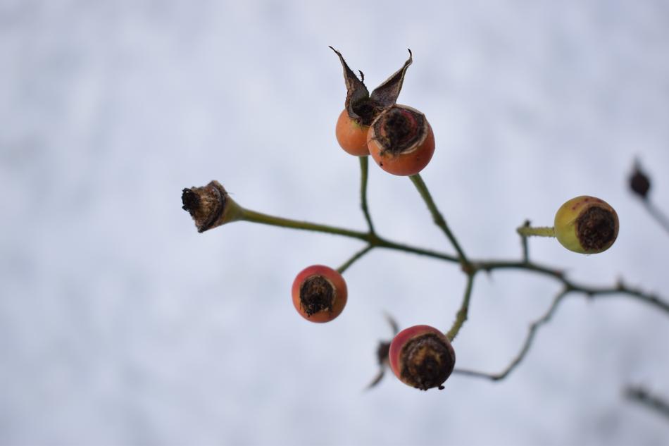 Winter Plant Nature