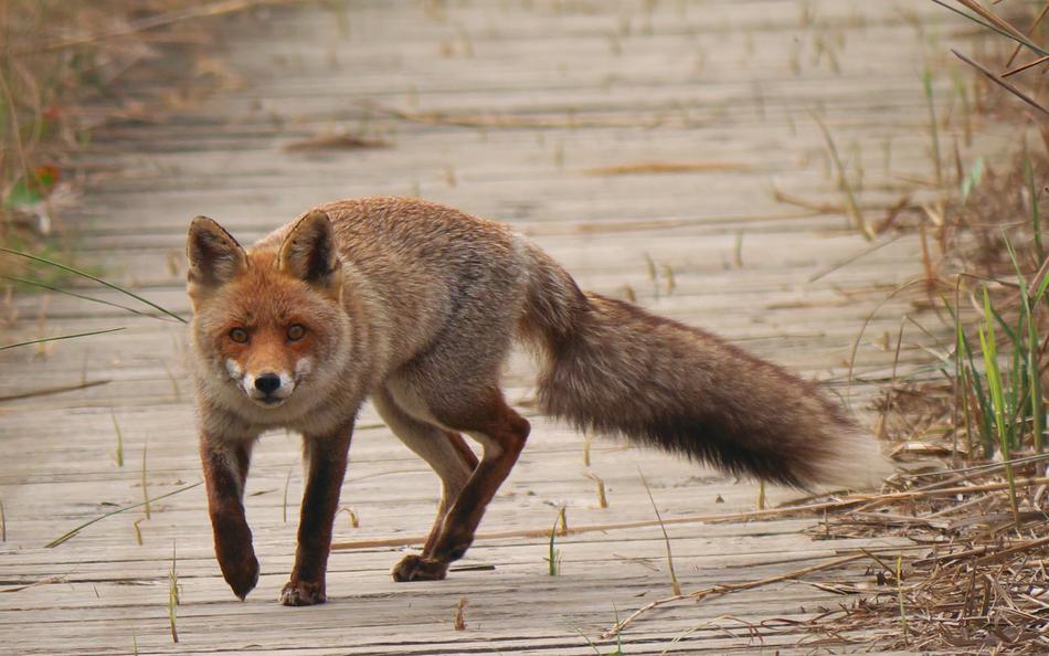 Nature Fauna