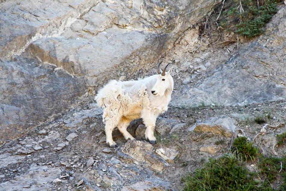 wild animal in the rocks