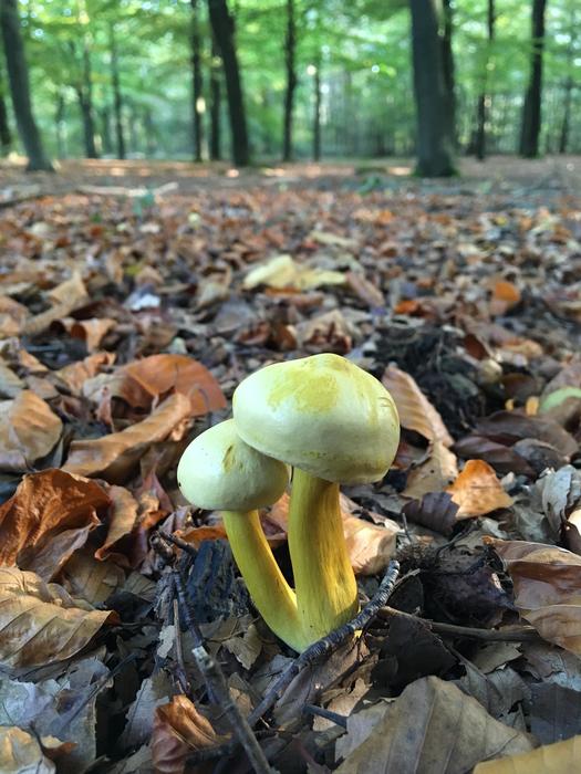 Autumn Nature Wood