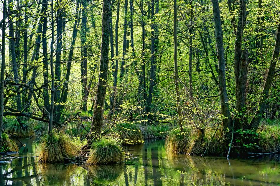 Nature Wood Spring