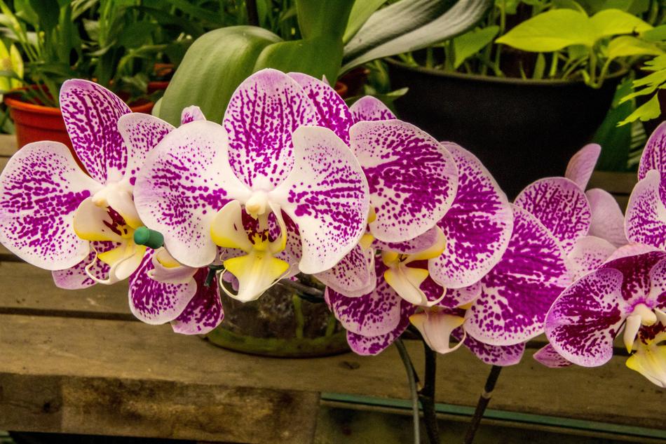 Orchid Flower Plant