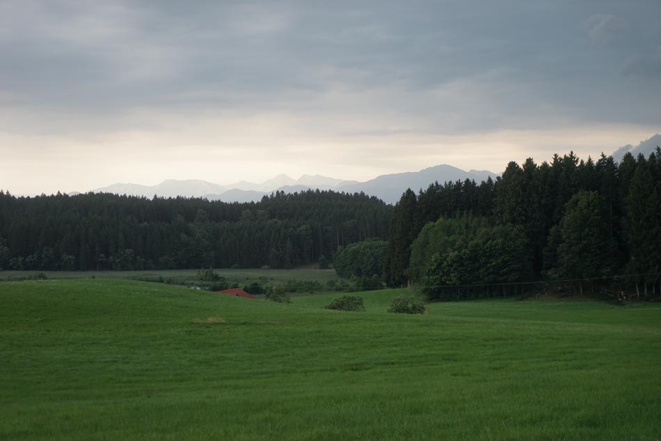 Grass Tree Landscape
