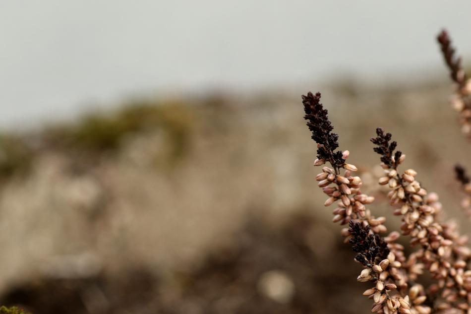 Heather Nature Outdoors
