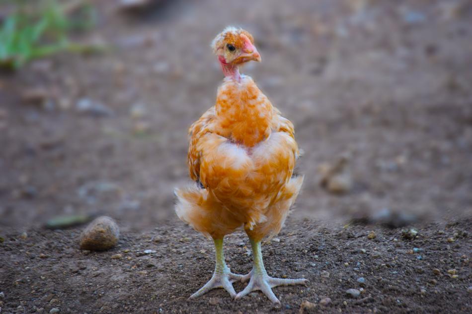 Hen Birds Chicken