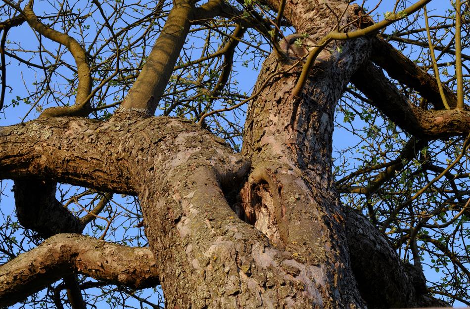Tree Nature Wood
