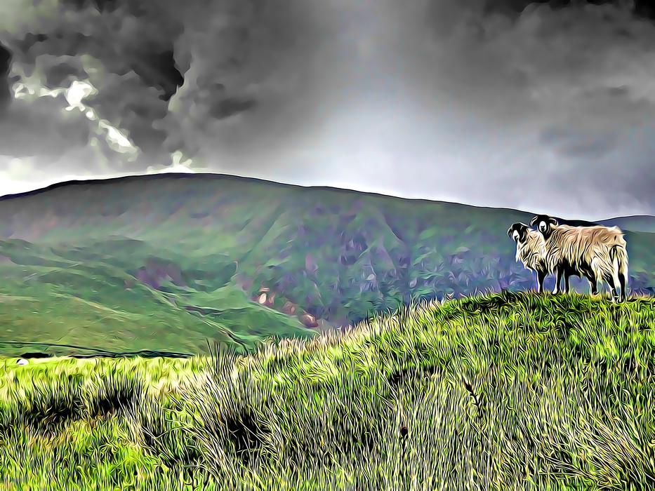 lake district sheep cumbria view