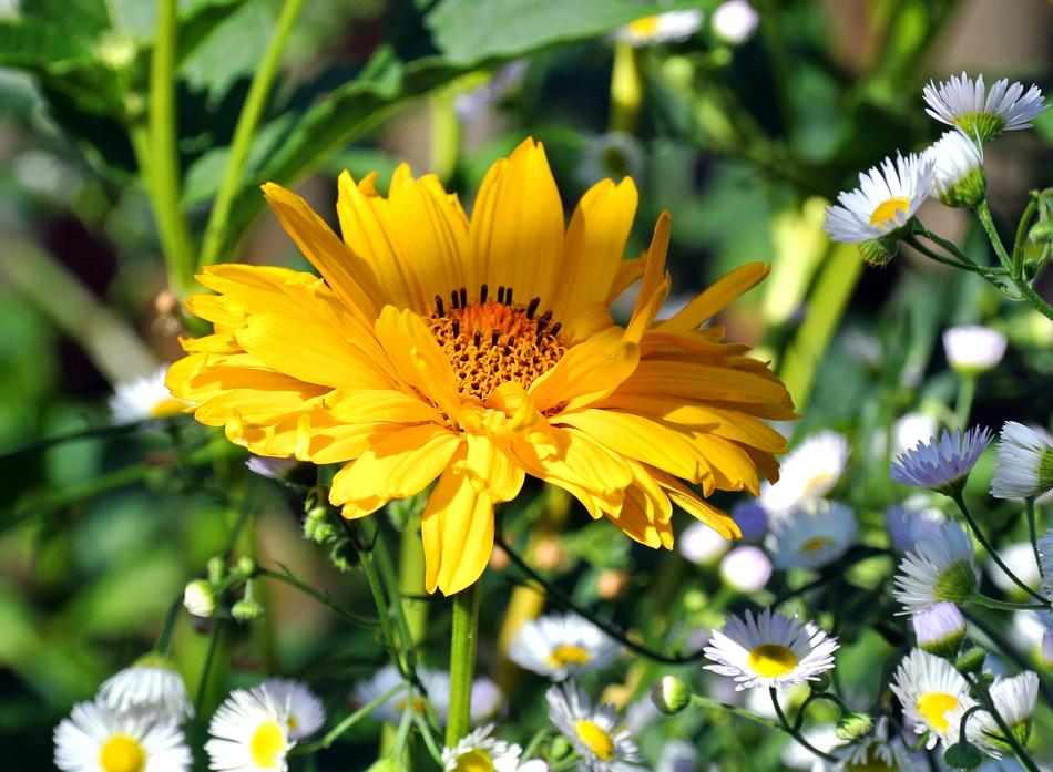 Coneflower Flower Blossom