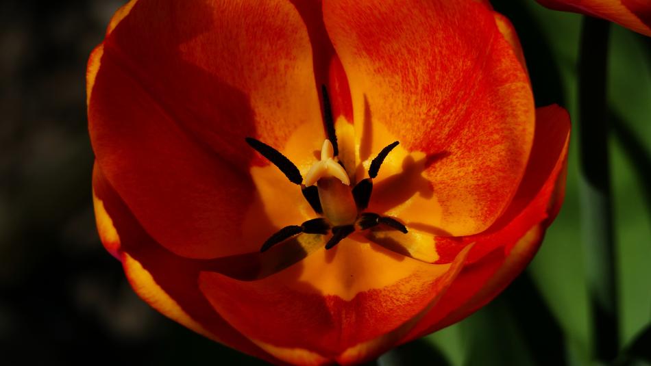 Yellow Red Flower