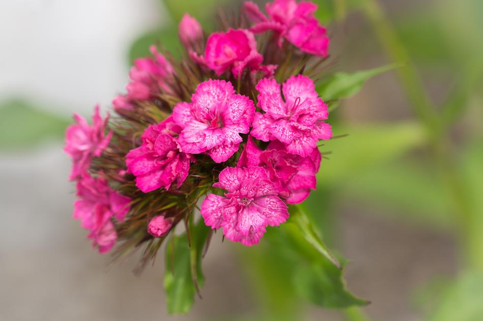 Flower Pink