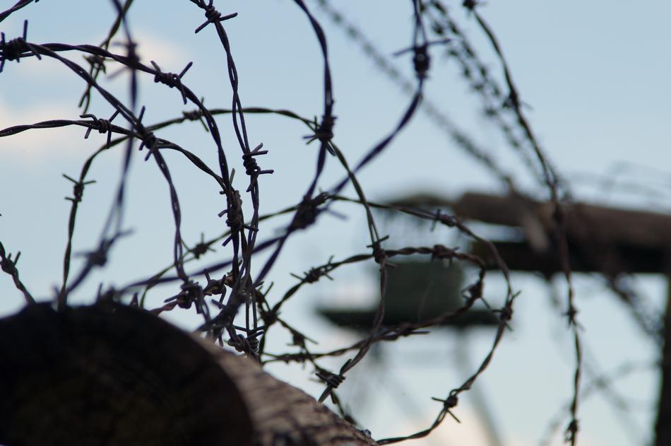 Nature Tree Barbed Wire