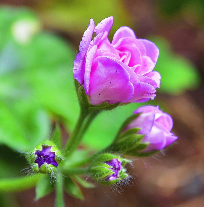 Flower Garden Plant