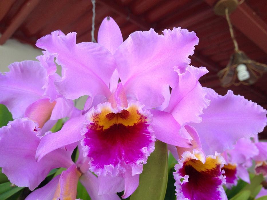 Flower Plant Nature