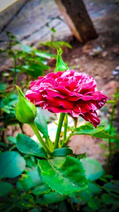 Nature Flower Flora