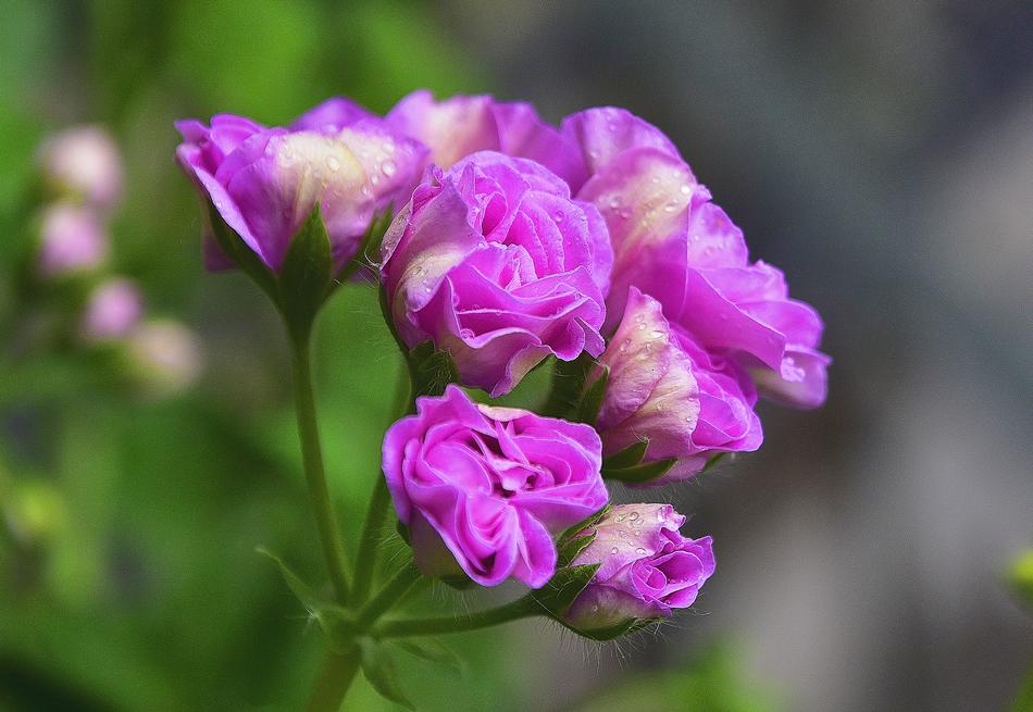 Flower Garden Plant