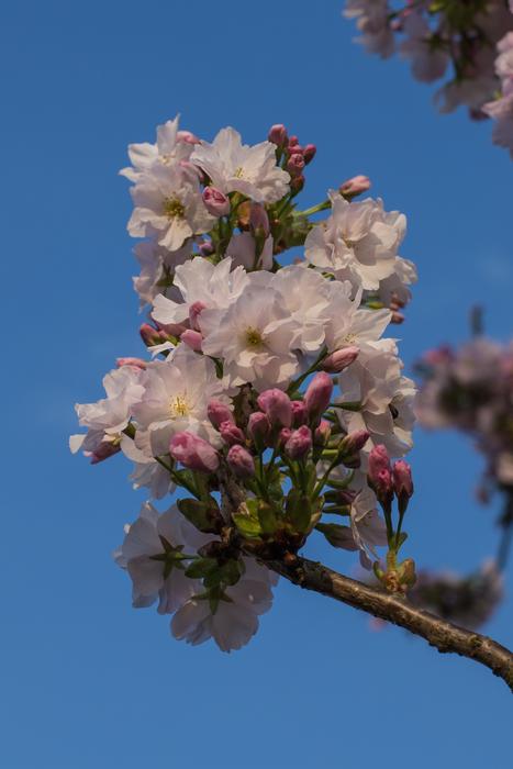 Flower Plant Tree