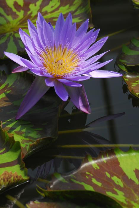 Nature Plant Flower