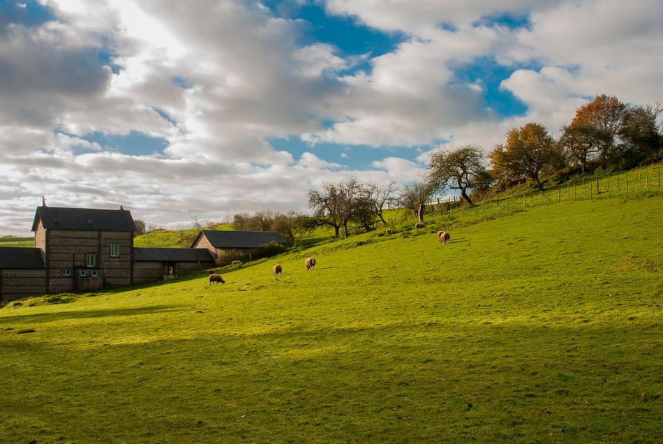 Farm Sheep Meadows
