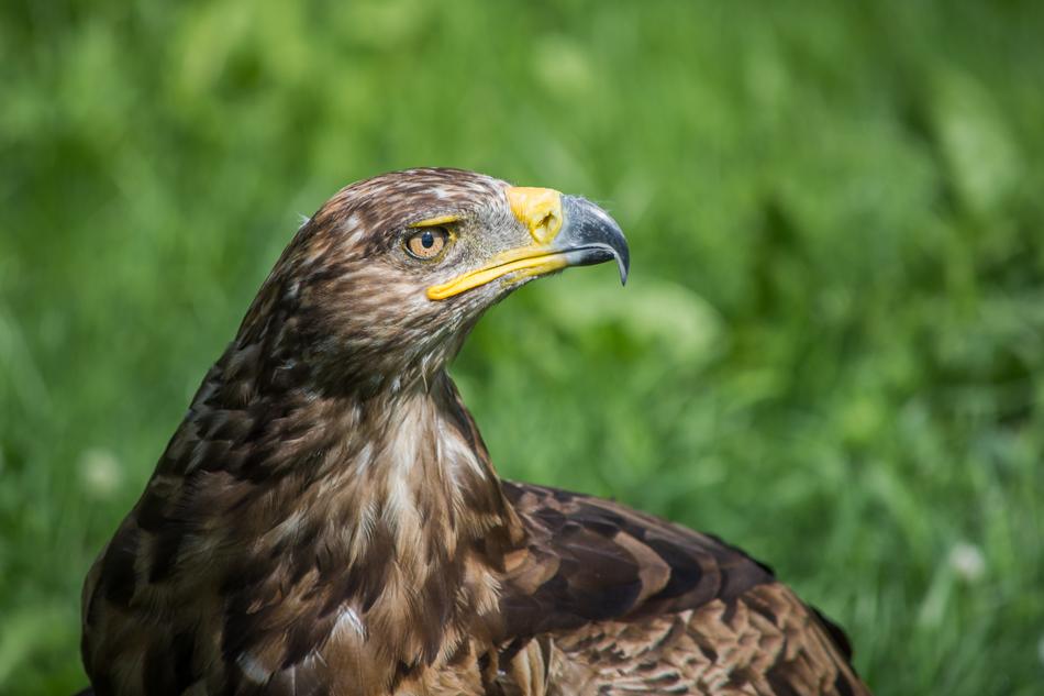 Great black golden eagle