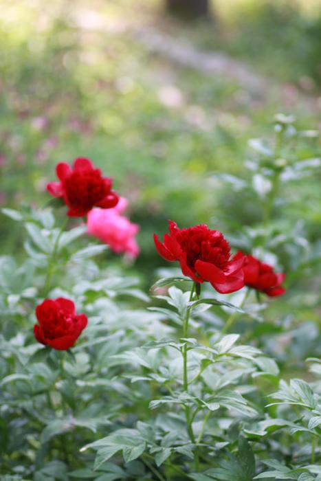 Nature Plants Flowers
