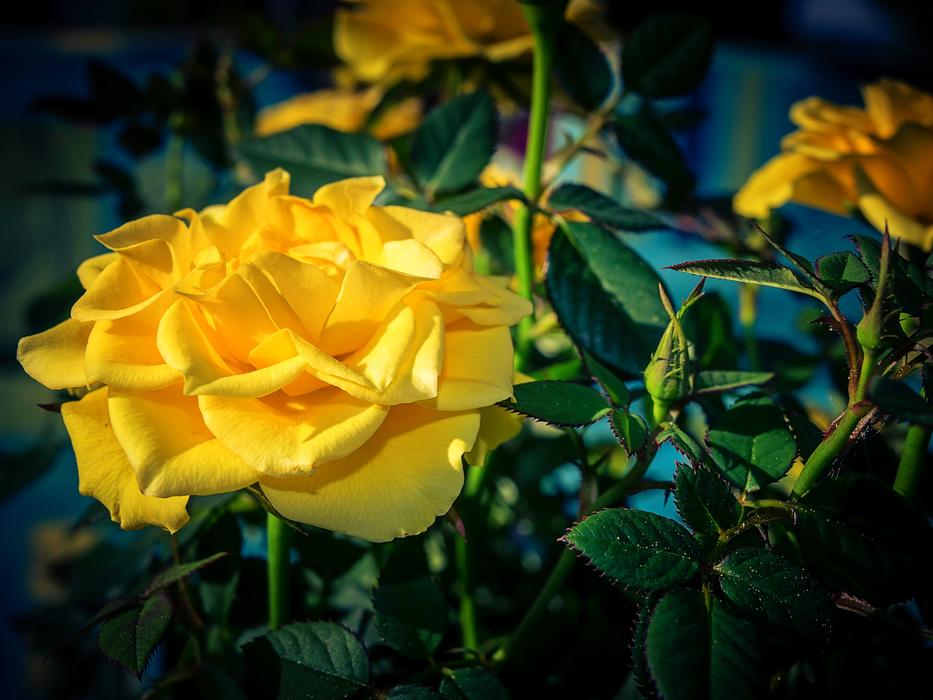 Rose Flower Blossom