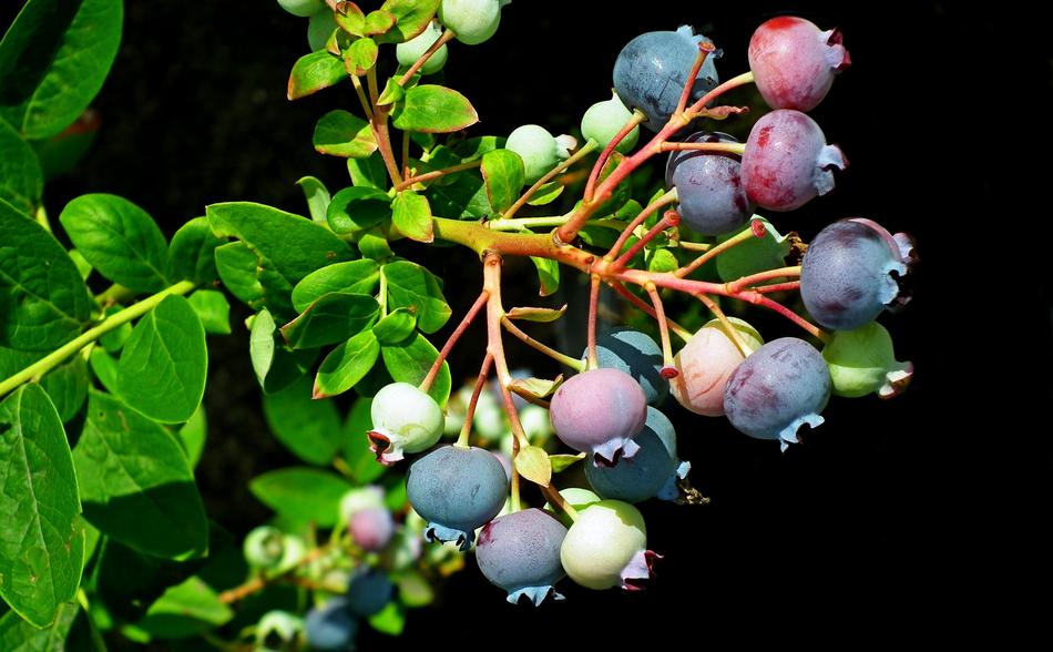 Fruit Bilberry American Nature