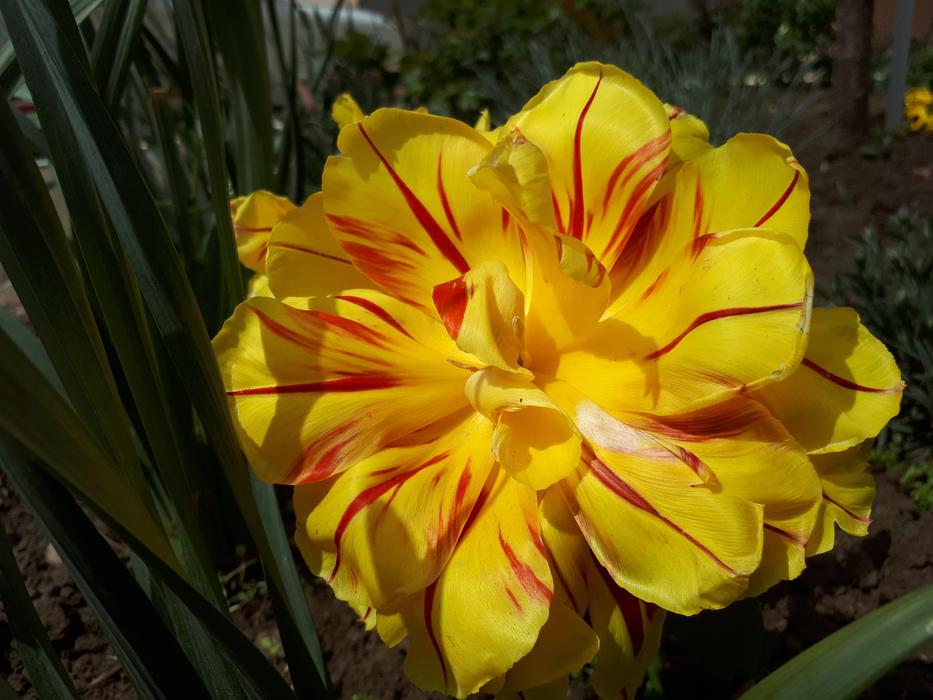 Tulip Spring Yellow