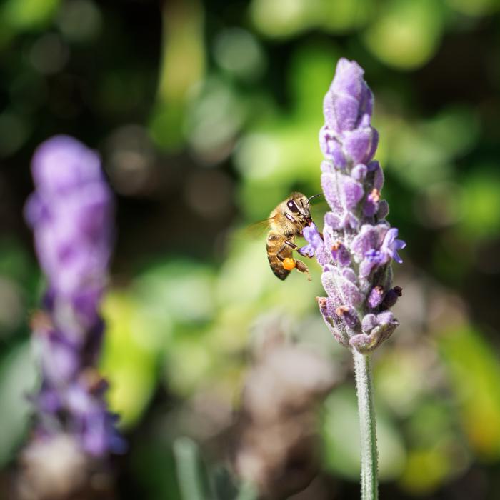 Honey Bee Flowers Nature