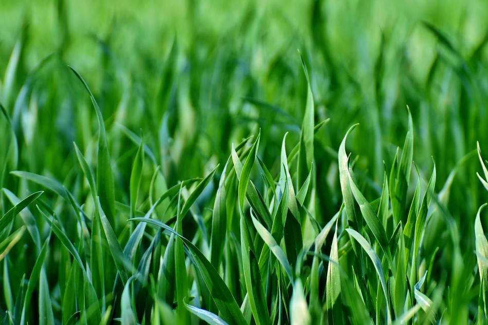 Meadow Field Grass