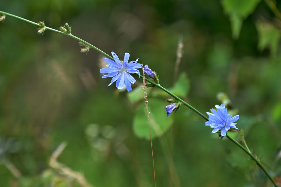 Field Bloom Cornflower Nature Blue
