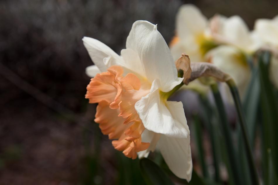 Daffodil Narcissus