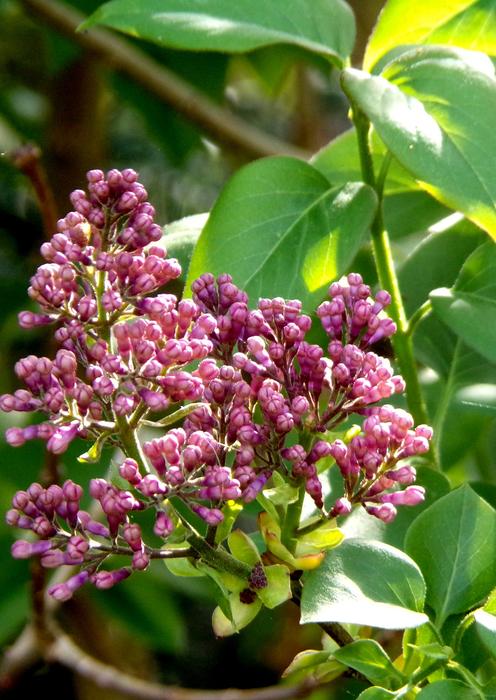 Flower Plant Nature