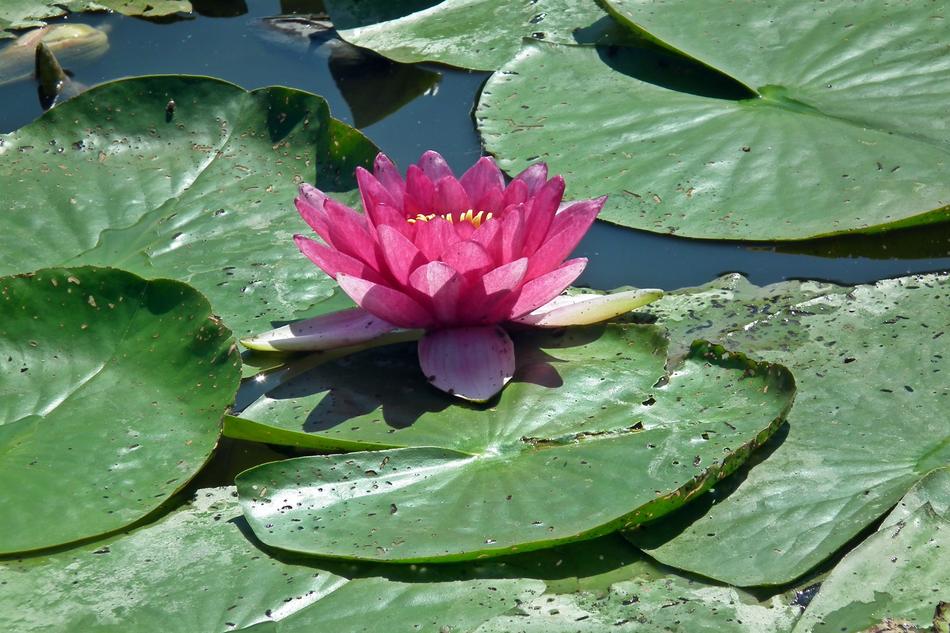 Flower Water Lily Summer