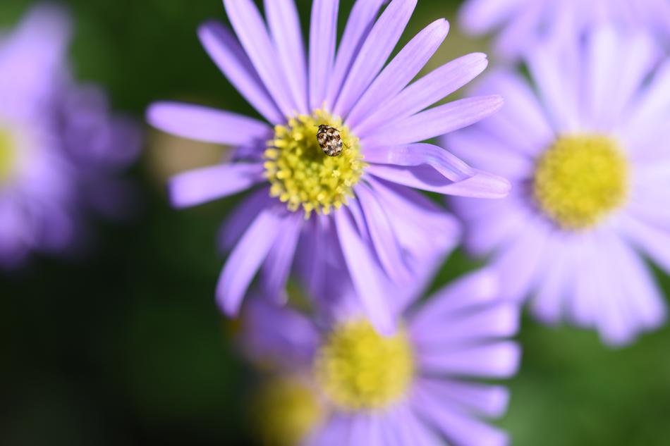 Nature Flower Flora
