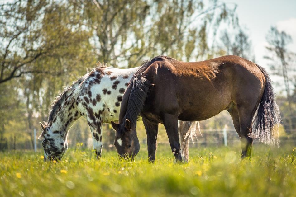 Horse Appaloosa Nature