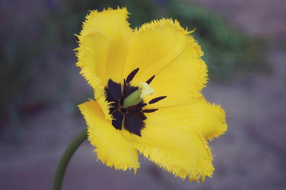 Nature Flower Plant Close