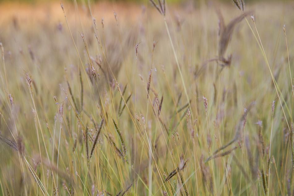 Flowering Grass Flowers Nature A