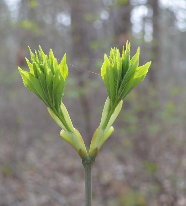 Plant Nature Growth