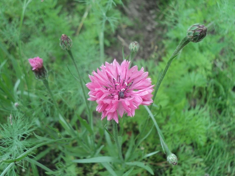 Flower Nature Plant