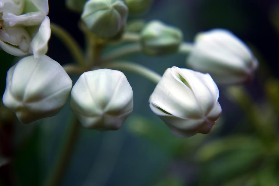 Buds Flower White