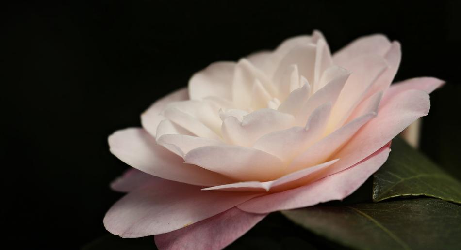Camellia Flower