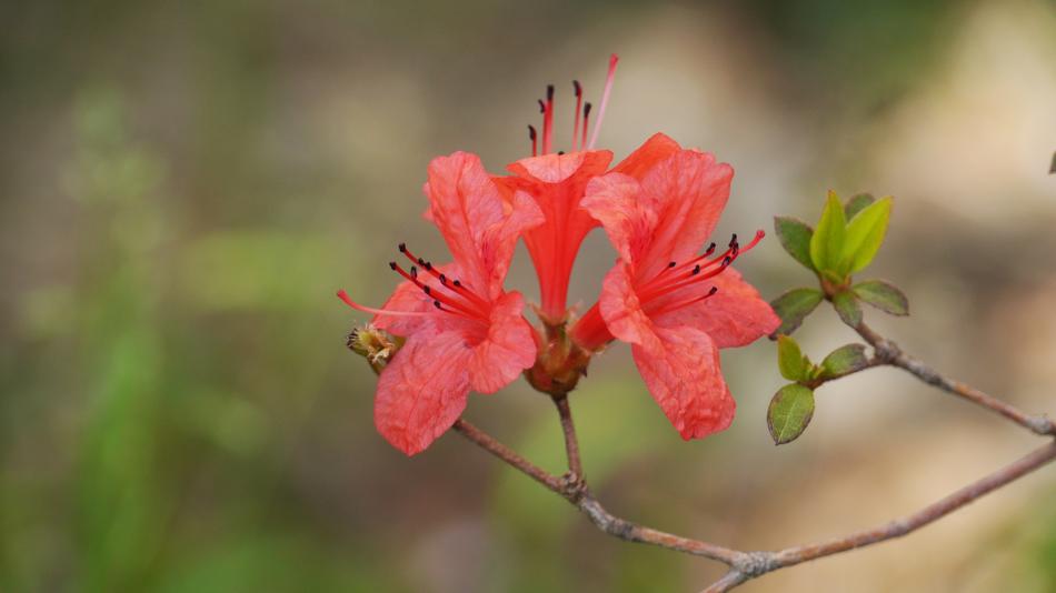 Nature Flowers Plants