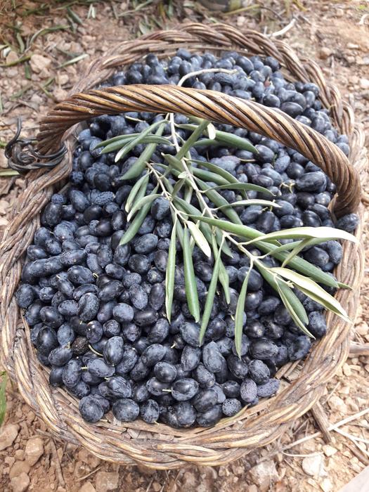 farmers olive basket