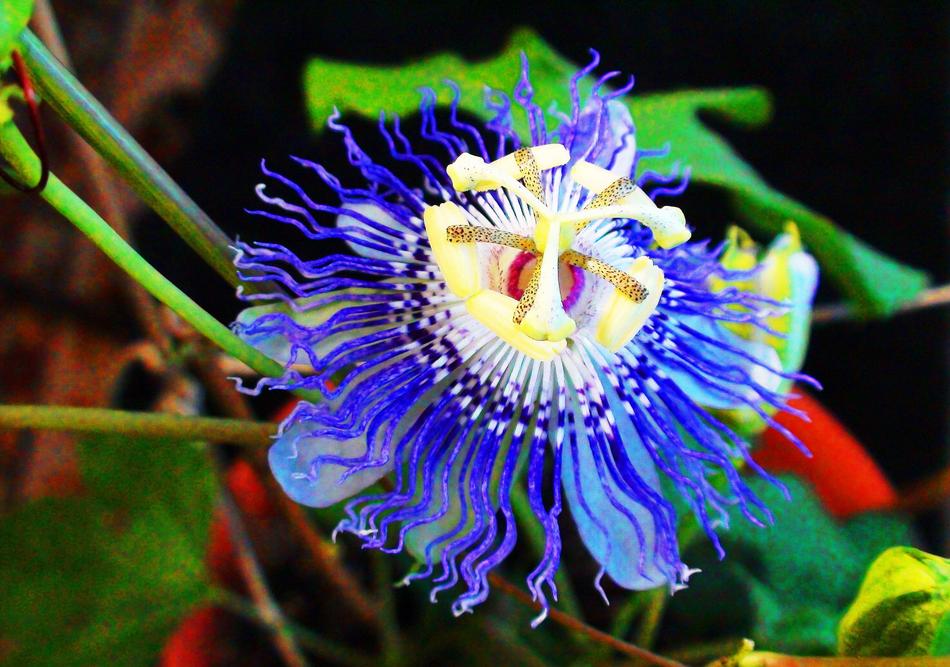 Nature Flora Flower