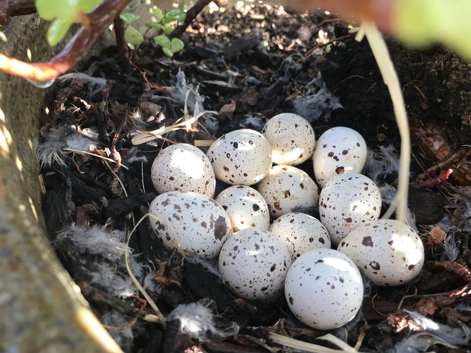 homemade delicious eggs in a basket