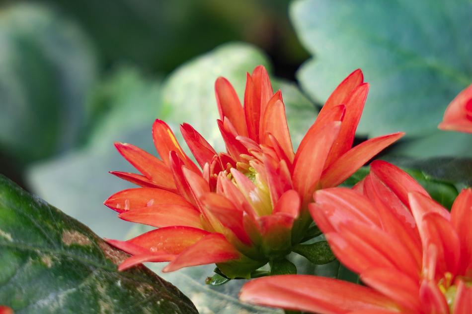 Nature Plant Flower
