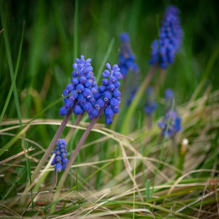 Blossom Bloom Blue