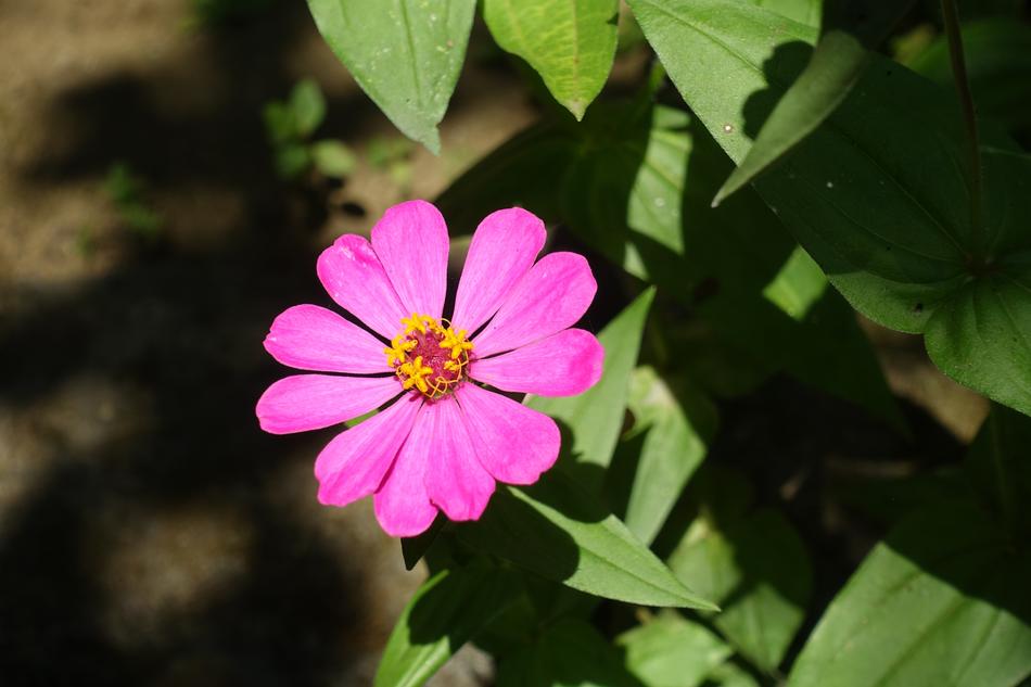 Bali Blossom Bloom