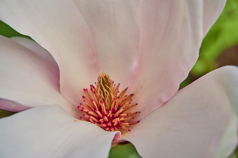 Tulip Magnolia ×
